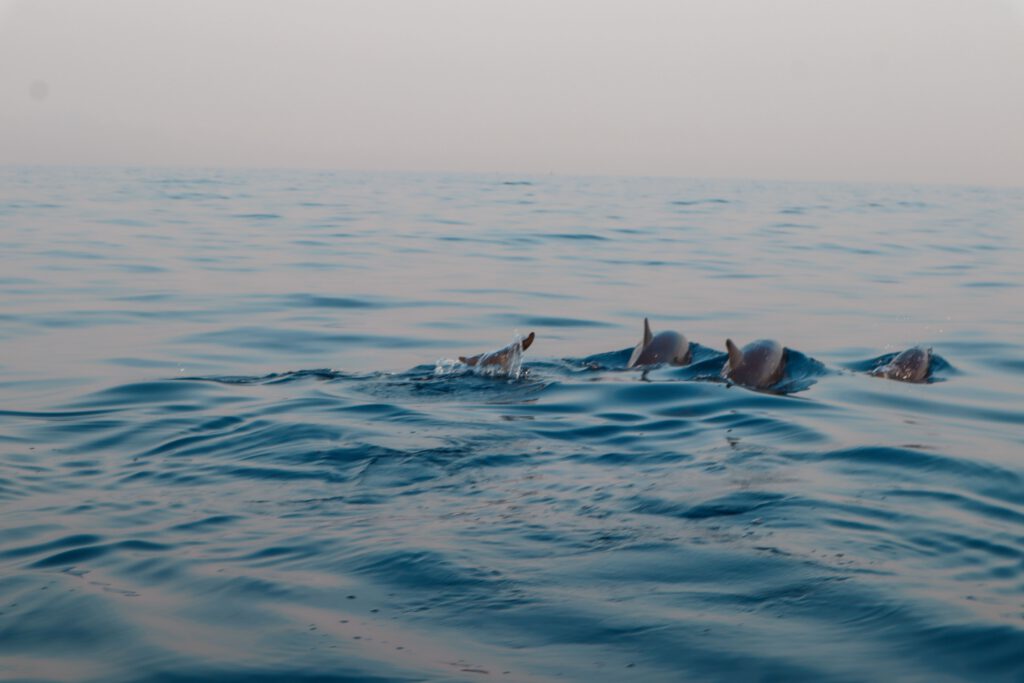 Delfine in Lovina